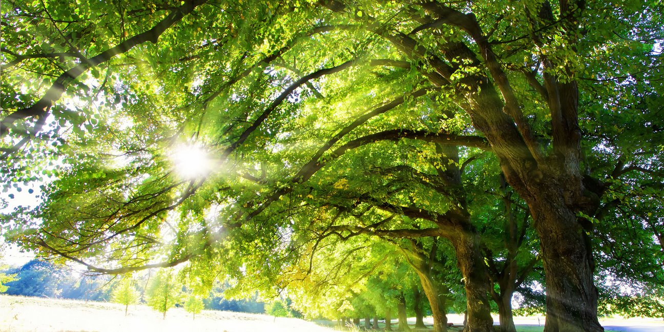Sonne scheint durch Baum
